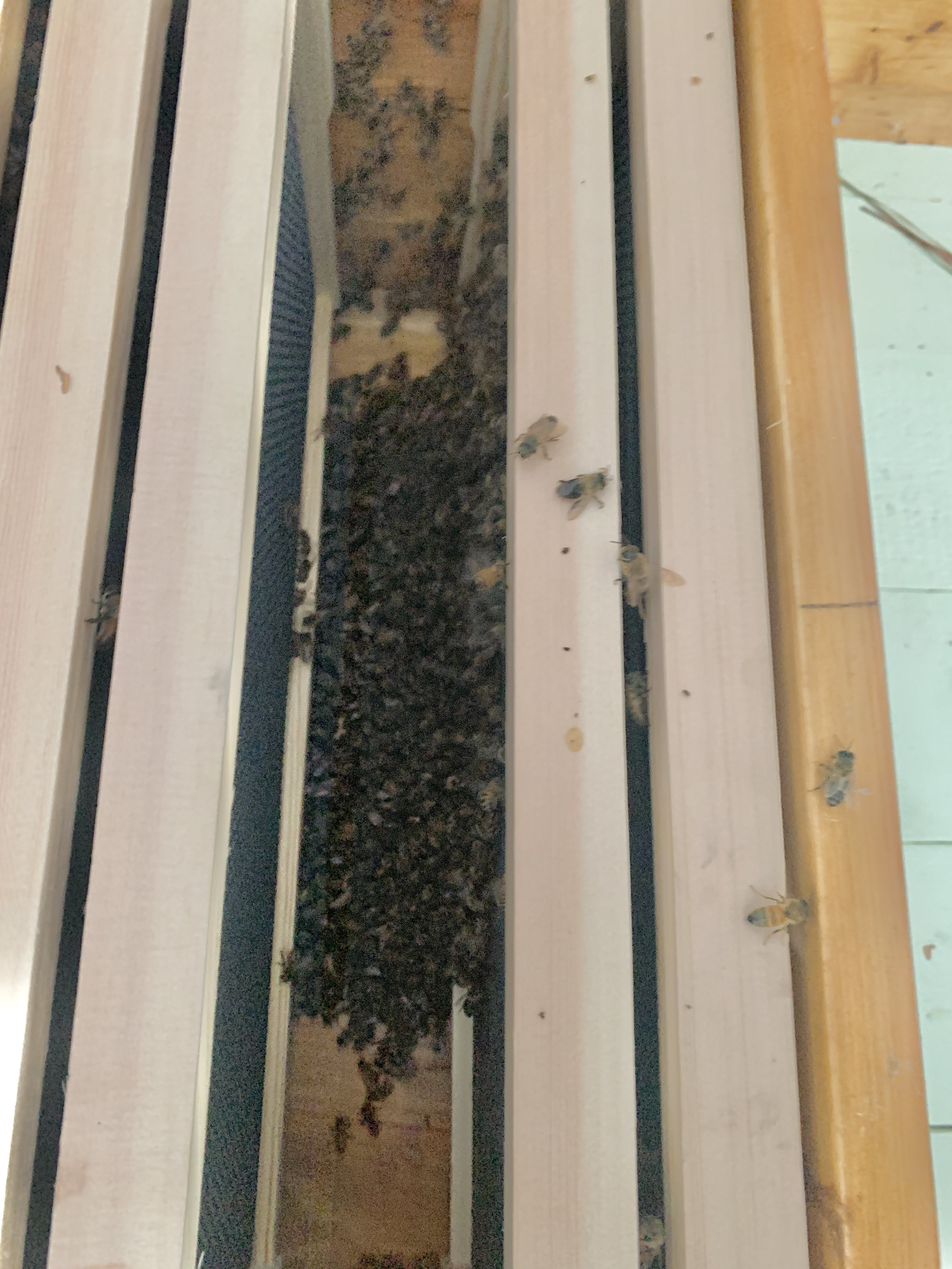 Honey Bees